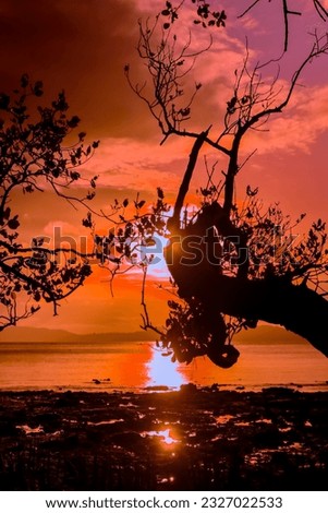 Silhouette of trees by the beach at sunset