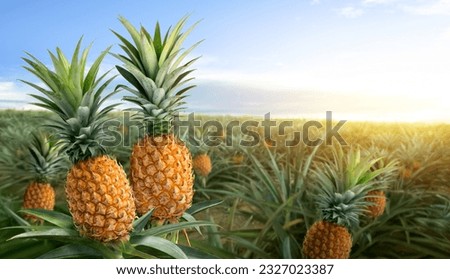 Pineapple fruits in pineapple farming with sunrise background. Royalty-Free Stock Photo #2327023387