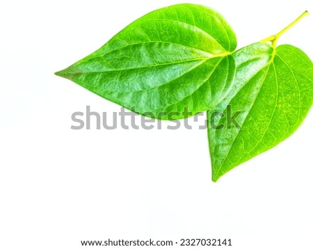 two green betel leaves on a white background
