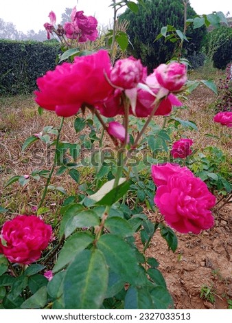 Beautiful flower rose, beauty of nature.