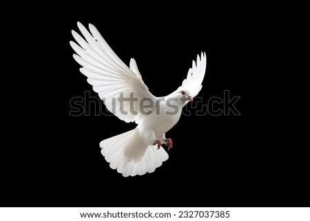 White dove flying on black background and Clipping path .freedom concept and international day of peace  Royalty-Free Stock Photo #2327037385