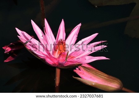 Lotus flower or water lily is a common plant in Indonesia and many other countries. Many are planted in ponds or pots.
