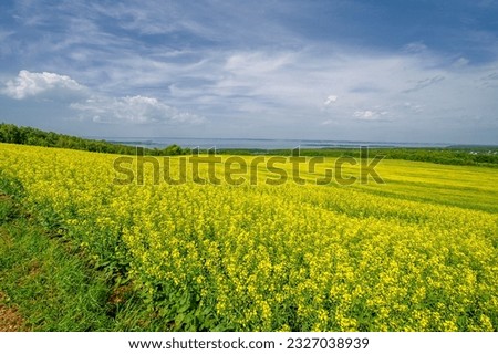 The yellow field is a hallmark of rapeseed cultivation. Rapeseed is an important source of vegetable oil and protein flour. The crop is very versatile. It can be used as a biofuel, animal feed,