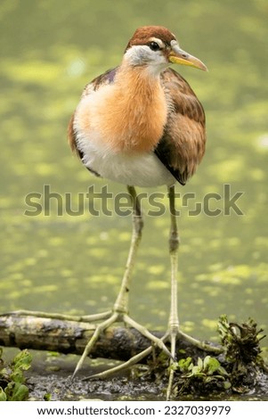 The bird has long legs and lives in the swamp.