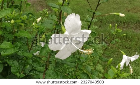 The white hibiscus blooms with delicate elegance.