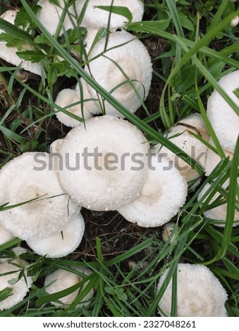 Beautiful white colour mushroom picture 