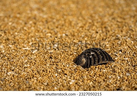 A black shell lies on the sand. Sunny day. Bohemian background