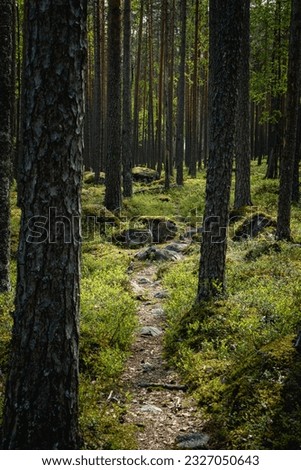a small path going through beautiful green pine tree forest