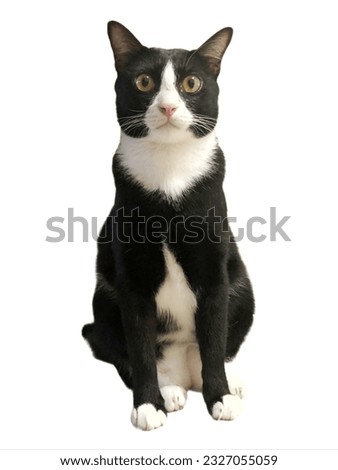 Black and white male cat sitting on white background