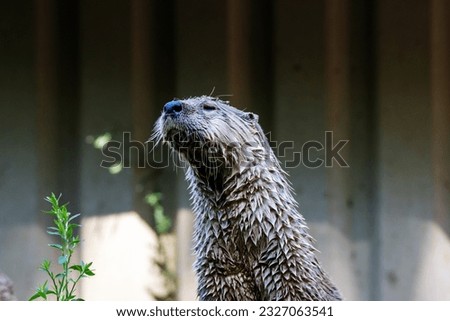 North American River Otter (Lontra canadensis)  head and shoulders looking up