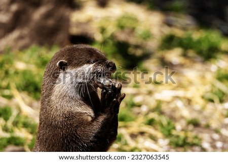 Asian Small-clawed Otter (Aonyx cinereus) eating a small piece of fish