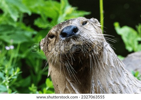 North American River Otter (Lontra canadensis)  close up looking at the camera