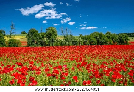 A field of scarlet poppies on a clear sunny day. Farm field of red poppies. Poppy flowers field. Summer poppies field landscape