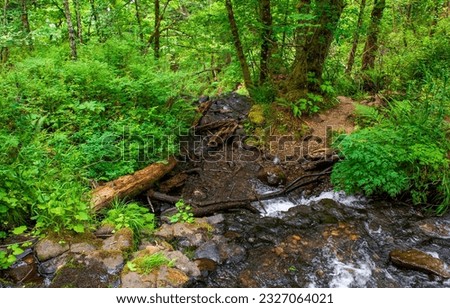 On the bank of a forest stream. Cold creek in forest. Forest stream of creek water. Forest creek water stream Royalty-Free Stock Photo #2327064021
