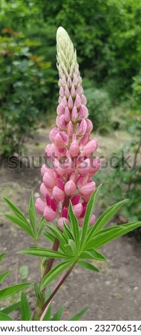 Pink tall erect peduncle with many tiny inflorescences (Lupinus) in the sun in the fresh greenery of the garden (macro, side view, vertical photo). Royalty-Free Stock Photo #2327065143