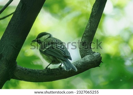Little tit sits on a tree