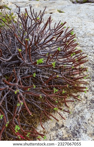 Euphorbia sp., poisonous succulent plant with succulent stem on erosional coastal cliffs of Gozo island, Malta Royalty-Free Stock Photo #2327067055