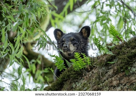 cutest bear cubs in tree wild life in Canada