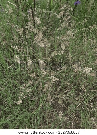 Tropical Creeping Bentgrass Close Up