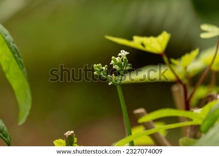 a shoot grows from the trunk of a tree and flowers grow on the top