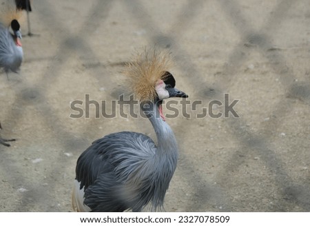Grey crowned crane in cages at zoos.