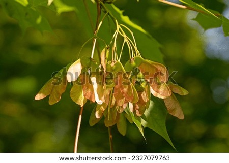 Close up image of Norway maple seed pods or samara. Acer platanoides