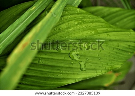 water drops on leaf , leaf with water drops , drop on leaf.