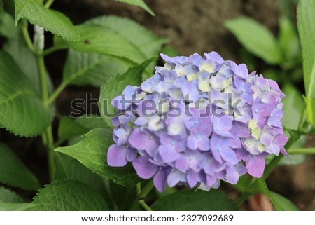 This is a picture of hydrangeas blooming.