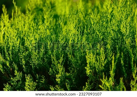 Coniferous thuja as a background in nature