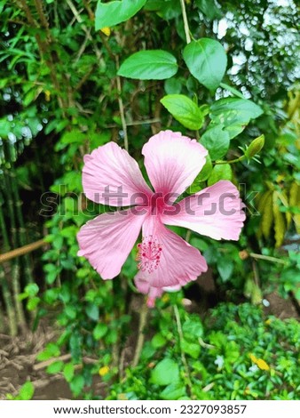 Beautiful hibiscus flower in Thailand