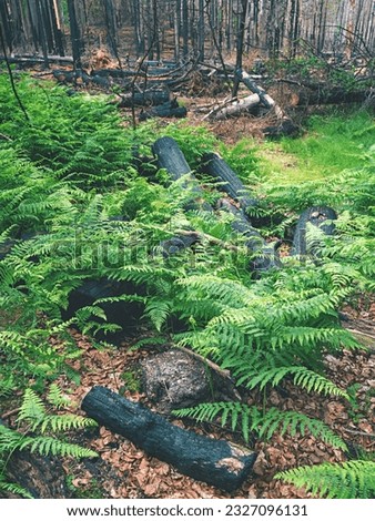 Burnt tree trunks in fern. The burnt forest at Hrensko in Bohemia Switzerland park. Royalty-Free Stock Photo #2327096131