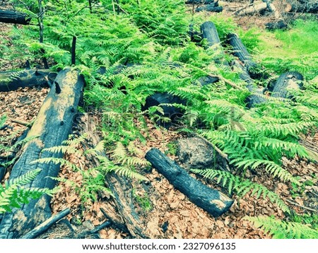 Forest after heavy fire. Burnt tree trunks in fern. The burnt forest at Hrensko in Bohemia Switzerland  Royalty-Free Stock Photo #2327096135