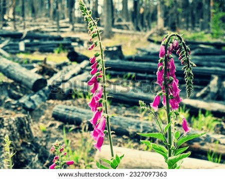 Purple foxglove blooms above burnt trees in a burnt forest. Burnt forest in the first zone of the national park Bohemia Switzerland, Czechia. Royalty-Free Stock Photo #2327097363