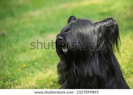 A black Skye Terrier,  looking left with long coat over face and eyes, . A Scottish dog breed, one of the most endangered native dog breeds in the United Kingdom Royalty-Free Stock Photo #2327099895