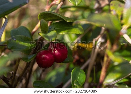 Lingonberry Fireballs - Latin name - Vaccinium vitis-idaea Fireballs.