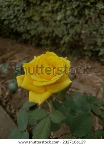 beautiful hd yellow rose picture 
