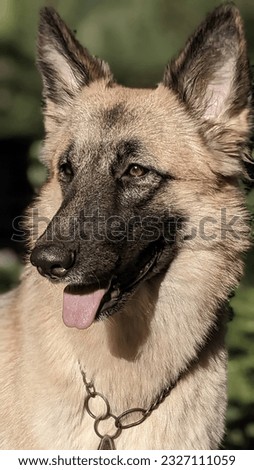 German Shepherd Puppy DOG  royalty-free images