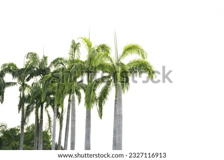 Many beautiful palm trees in a row on a white background