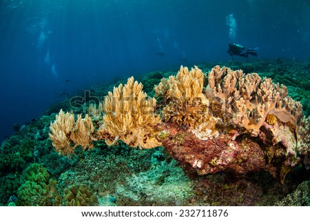 Diver and various soft coral in Banda, Indonesia underwater photo. There are soft coral Sinularia sp., Nephthea sp., mushroom leather coral Sarcophton sp.