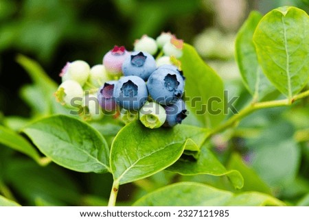 Homegrown huckleberry in the backyard close up. Ripe blueberry berries on the bush. Highbush or tall blueberry cluster. Harvest of blueberry in the garden	
 Royalty-Free Stock Photo #2327121985