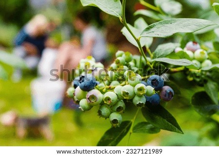 Homegrown huckleberry in the backyard close up. Ripe blueberry berries on the bush. Highbush or tall blueberry cluster. Harvest of blueberry in the garden	
 Royalty-Free Stock Photo #2327121989