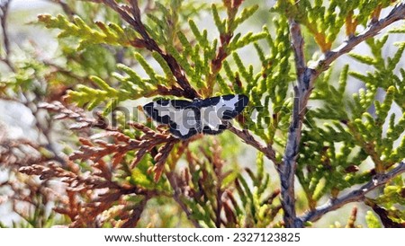 black and white butterfly, moth on thuja needles