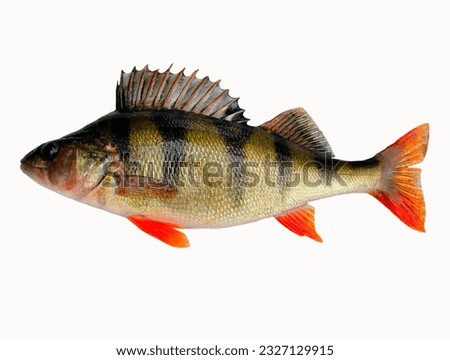Yellow perch fish on a white background Bass 4K High Quality Royalty-Free Stock Photo #2327129915