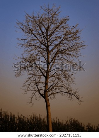withered tree at sunrise . Dead tree in summer morning