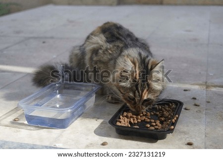 Stray cats eating on the street. A group of homeless and hungry street cats eating food given by volunteers Royalty-Free Stock Photo #2327131219