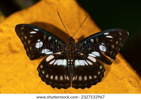 Athyma ranga obsolescens
Black-veined Sergeant A beautiful butterfly with iridescent black wings white dotted. Royalty-Free Stock Photo #2327132967