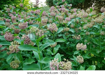 Asclepias  syriaca  . Milkweed American is a genus of herbaceous, perennial, flowering plants known as milkweeds Royalty-Free Stock Photo #2327134325