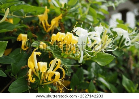 Lonicera japonica, Japanese honeysuckle and golden-and-silver honeysuckle, is a species of honeysuckle native to Asia. Ornamental plant used in traditional Chinese medicine. White yellow flowers Royalty-Free Stock Photo #2327142203