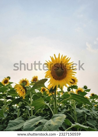 The pic is of a Sunflower in a farm