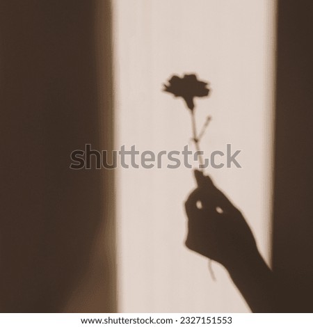 Aesthetic warm tan sunlight shadow silhouette of women hand holding carnation flower on beige wall. Minimal creative floral concept with sun light shade